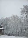 Snow beautiful white trees winterland