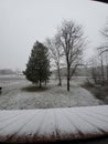 Snow beautiful white trees winterland