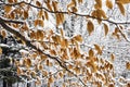 Snow on beech leaves