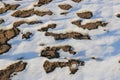 Snow begins to melt at the end of the winter