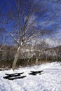 Snow and bench in the walkway forest Noboribetsu onsen Royalty Free Stock Photo