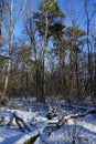 Snow in the Berlin forest in January. Beautiful forest winter landscape. Berlin Germany Royalty Free Stock Photo