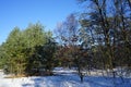 Snow in the Berlin forest in January. Beautiful forest winter landscape. Berlin Germany Royalty Free Stock Photo