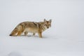 Looking right a camera, beautiful coyote in winter_ Royalty Free Stock Photo