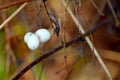 Snow Berry Trio 01 Royalty Free Stock Photo