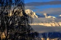 Snow on birch with snow on alps behind at sunrise Royalty Free Stock Photo