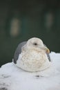 Snow bird on snow