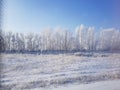 Winter snow trees pillar Royalty Free Stock Photo