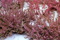 Snow on blooming heather, winter