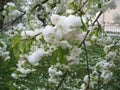 Snow on the blossoming branches of a cherry tree with young green leaves and delicate flowers on a spring day Royalty Free Stock Photo