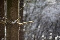 Snow blowing in bright sunlight in winter forest Royalty Free Stock Photo