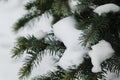 Snow on Blue Spruce