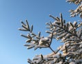 Snow-bound firry branches