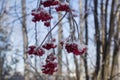 Snow-bound rowan branches with bunches of red berry