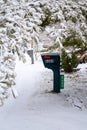 Heavy Snow On White Pine Branches Over A Road