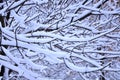 Snow branch Royalty Free Stock Photo