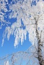 Snow branch Royalty Free Stock Photo