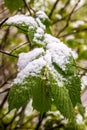 Snow on branch of blooming tree in spring. Royalty Free Stock Photo
