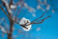 Snow on a branch Royalty Free Stock Photo