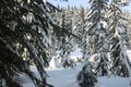 Snow branch firs canadian winter vancouver