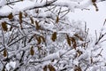 Snow on the branch of oak, snowy tree close-up and oak tree yellow leaves