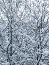 Snow on the branches Royalty Free Stock Photo