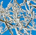 Snow branches Royalty Free Stock Photo