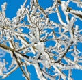 Snow branches