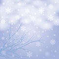 snow branches Royalty Free Stock Photo