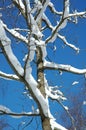 Snow on Branches Royalty Free Stock Photo