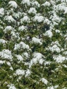 snow on the branches of a fir tree. abstract background Royalty Free Stock Photo