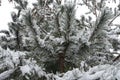 Snow on the branches of pine Royalty Free Stock Photo