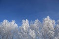 Snow branches on the tree at blue sky background.