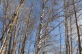 Snow on branches and trunks of poplar and birch trees in winter Royalty Free Stock Photo