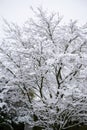 Snow on branches and twigs of bare trees in gardem
