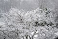 Snow on branches and twigs of bare trees in gardem