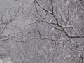 Snow on branches of walnut. Royalty Free Stock Photo