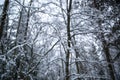 Snow on branches in the woods