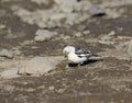 Snow bunting hunting for food near Longyearbyen, Norway Royalty Free Stock Photo