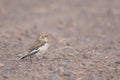 Snow bunting non-breeding female on dirt road in the winter in Crex Meadows Wildlife Area in Northern Wisconsin