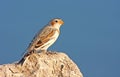 Snow bunting (Plectrophenax nivalis)