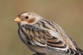 Snow Bunting (Plectrophenax nivalis) Royalty Free Stock Photo