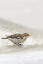 Snow bunting (plectrophenax nivalis) Royalty Free Stock Photo