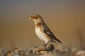 Snow bunting, Plectrophenax nivalis Royalty Free Stock Photo