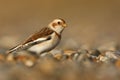 Snow bunting, Plectrophenax nivalis Royalty Free Stock Photo