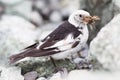 Snow Bunting, Plectrophenax nivalis in breeding plumage, Iceland Royalty Free Stock Photo