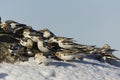 Snow bunting (Plectrophenax nivalis) flock feeding