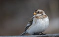 Snow Bunting (Plectrophenax nivalis)