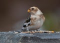 Snow Bunting (Plectrophenax nivalis)