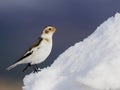 Snow bunting, Plectrophenax nivalis Royalty Free Stock Photo